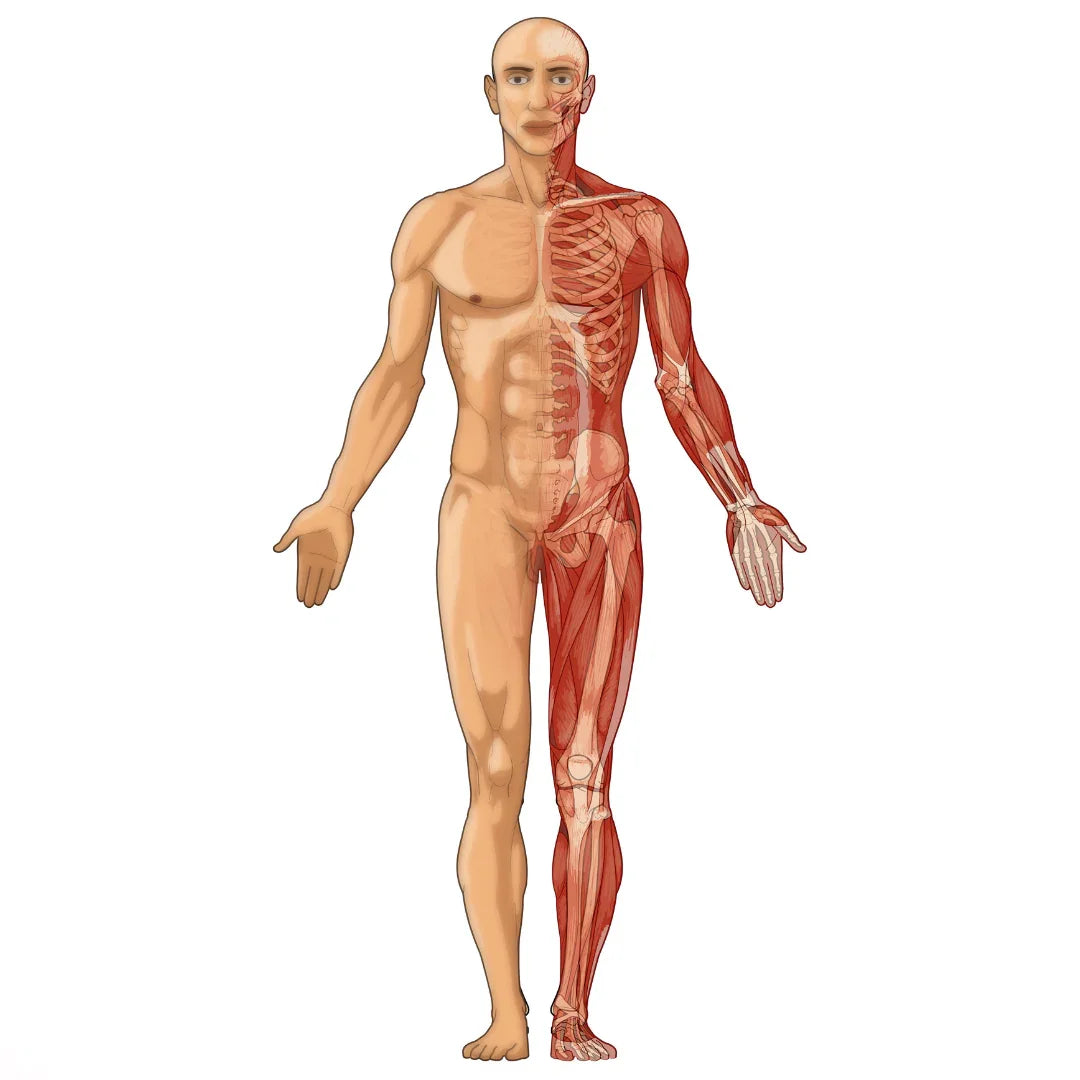 MUSCLE AND BONES